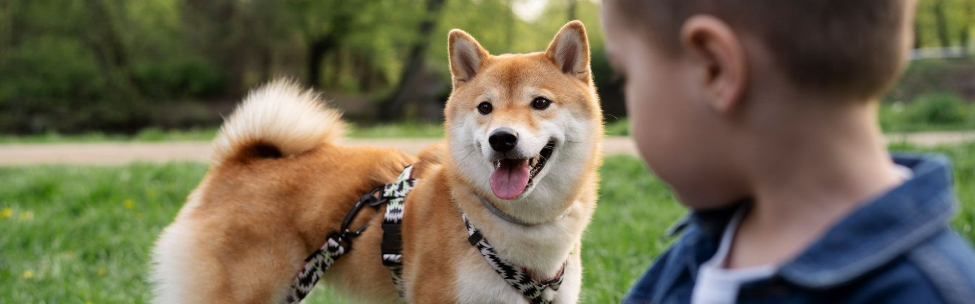 Amenidades Montevitta — Pet Park